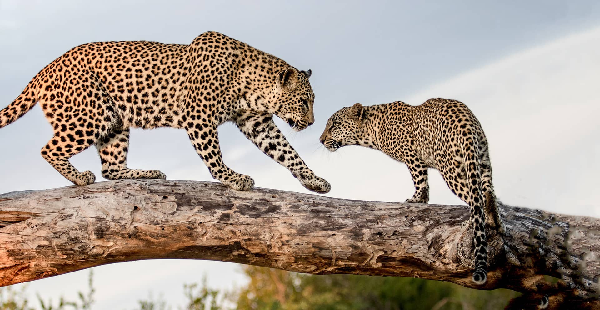 Two leopards on a fallen log, one stepping toward the other against a pale sky