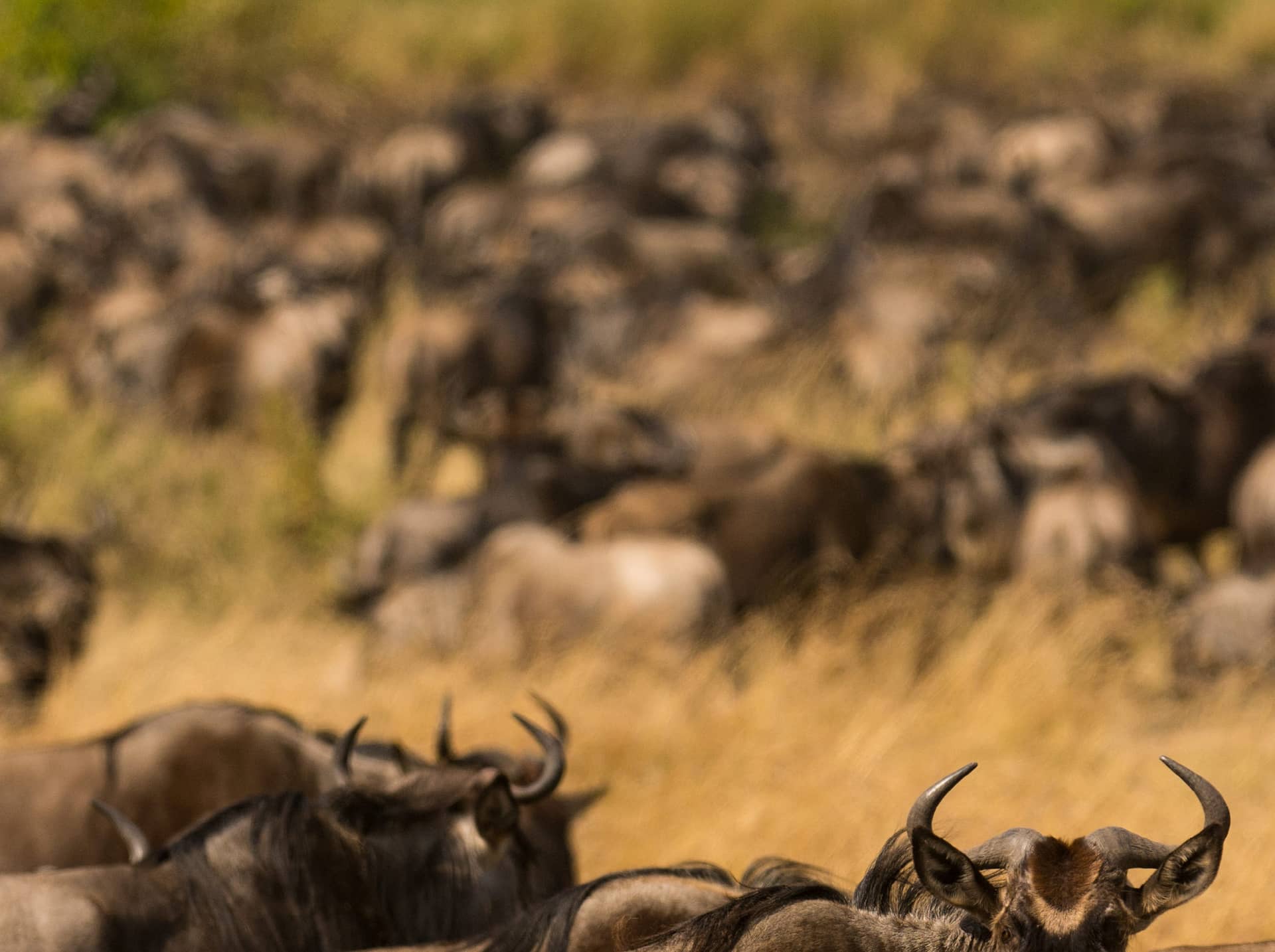 Wildebeest packed in dry grass, horns sharp in the foreground, the herd softening behind