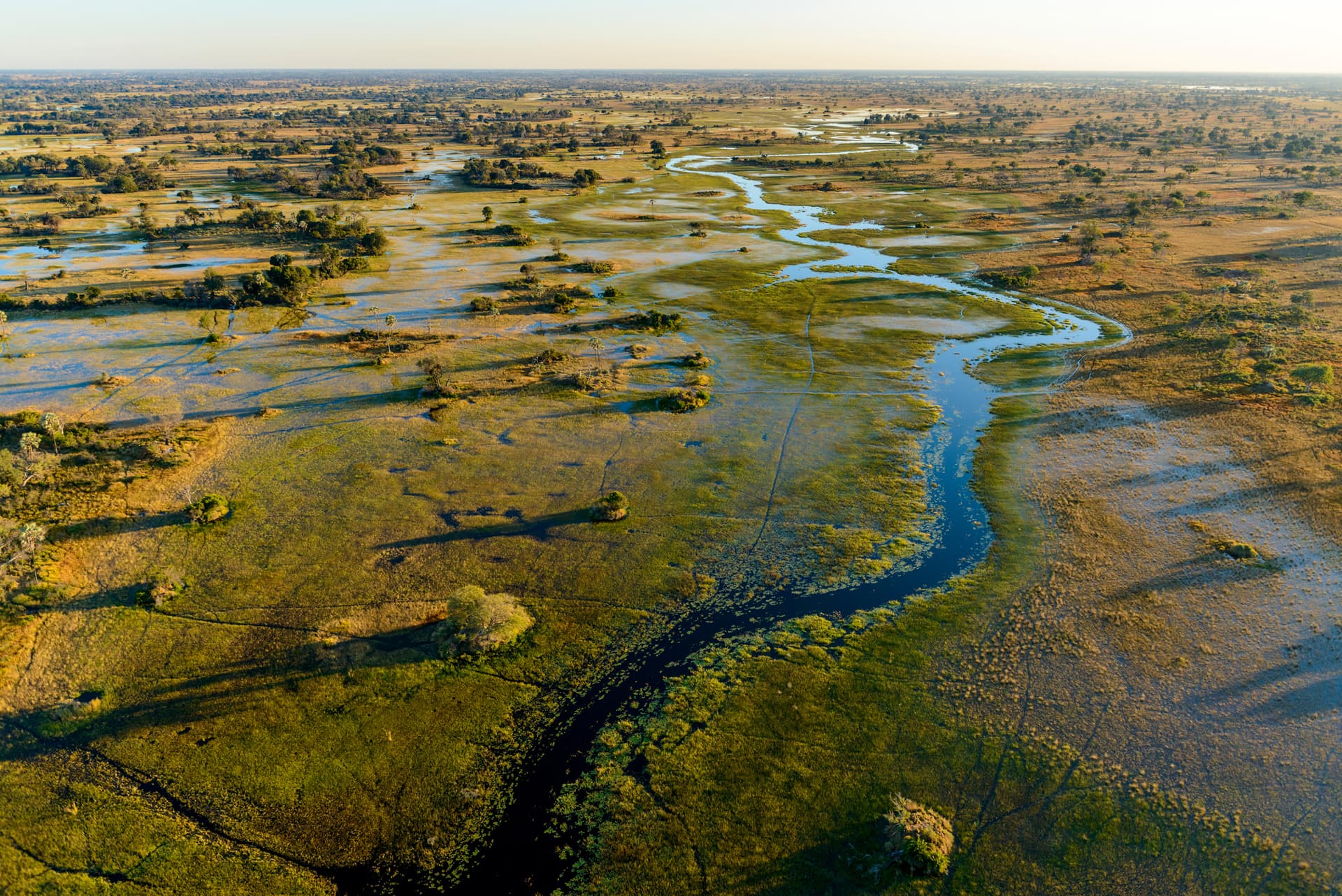 Aerial view of Okavango floodplains, a dark channel winding through green and gold grassland