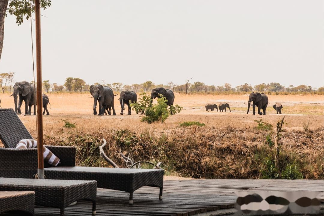 A herd of elephants crossing dry grassland beyond a lodge pool deck