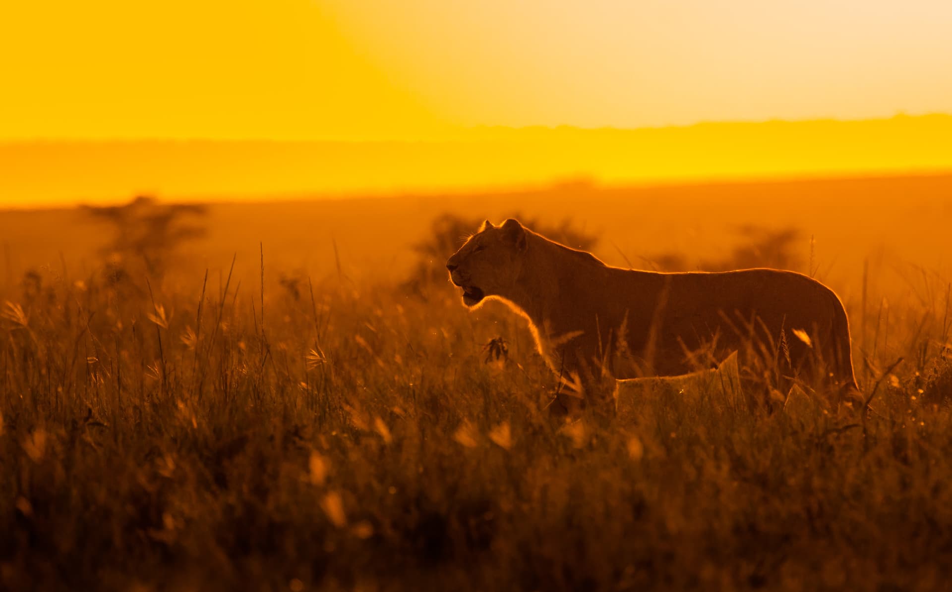 A lioness walking through tall Mara grass against an orange evening sky