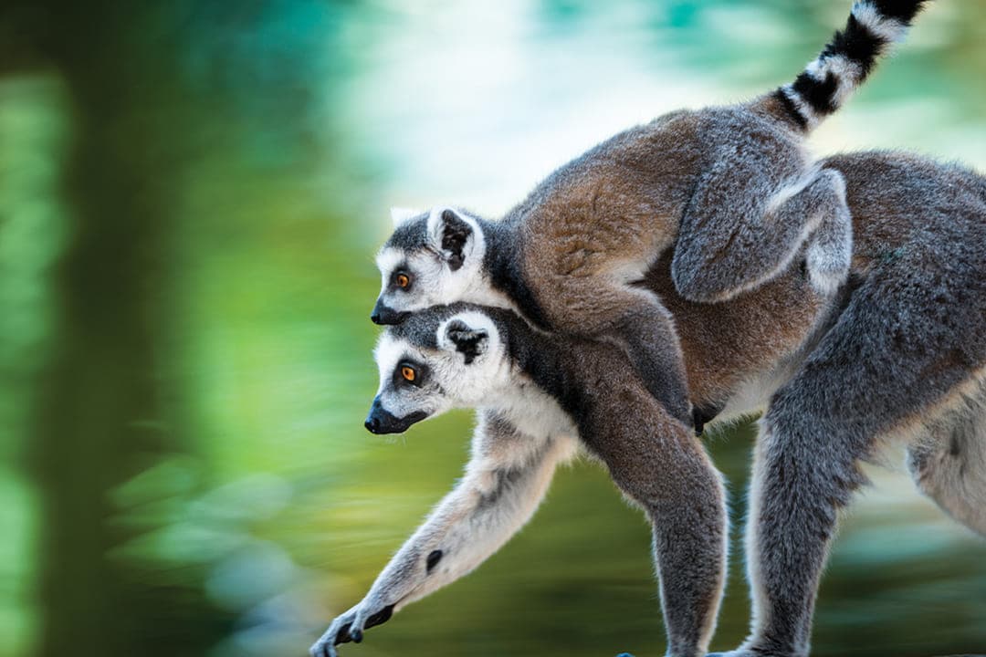 A ring-tailed lemur walking with a juvenile on its back against blurred green