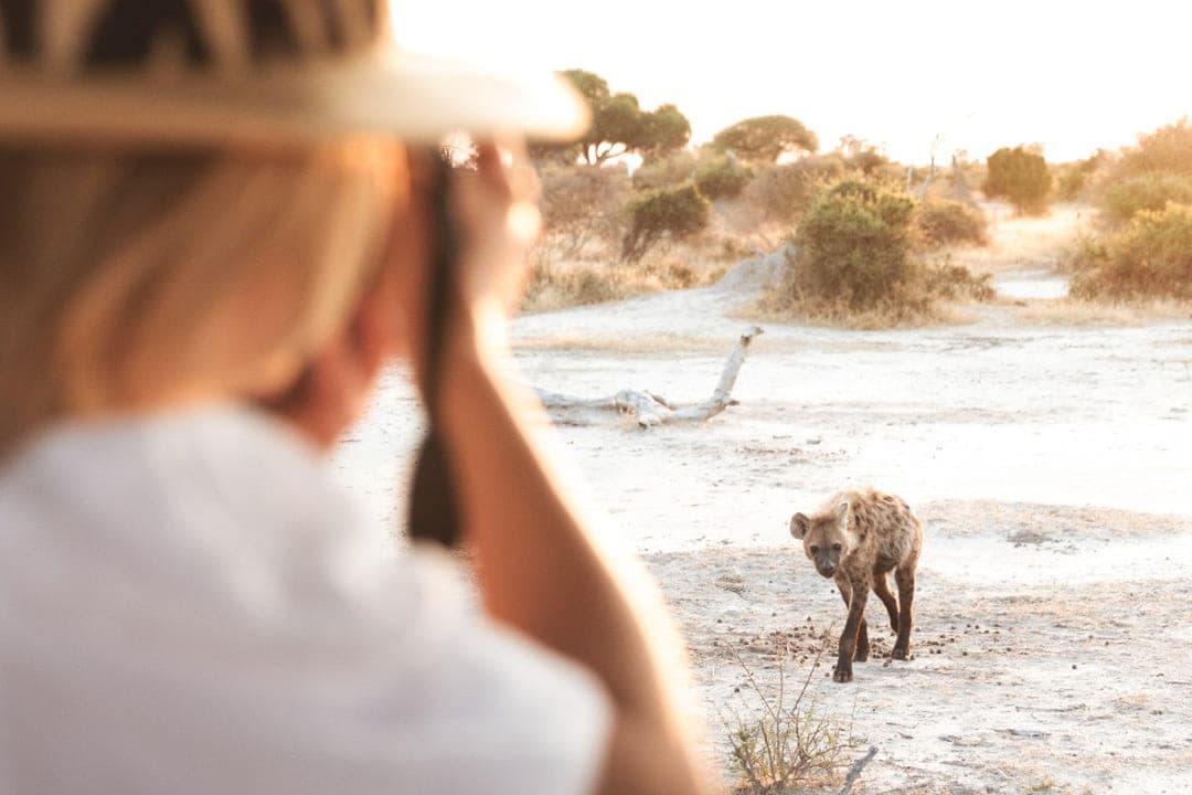 A spotted hyena on dry sandy scrub, photographed from a safari vehicle at golden hour
