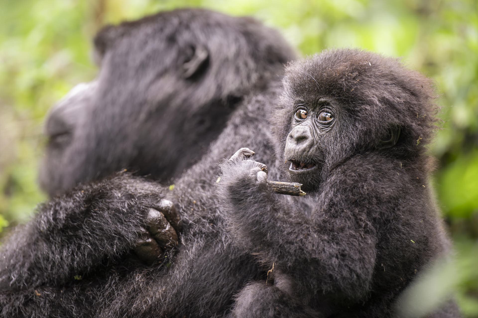 A mountain gorilla infant holding a stick, an adult gorilla in profile behind