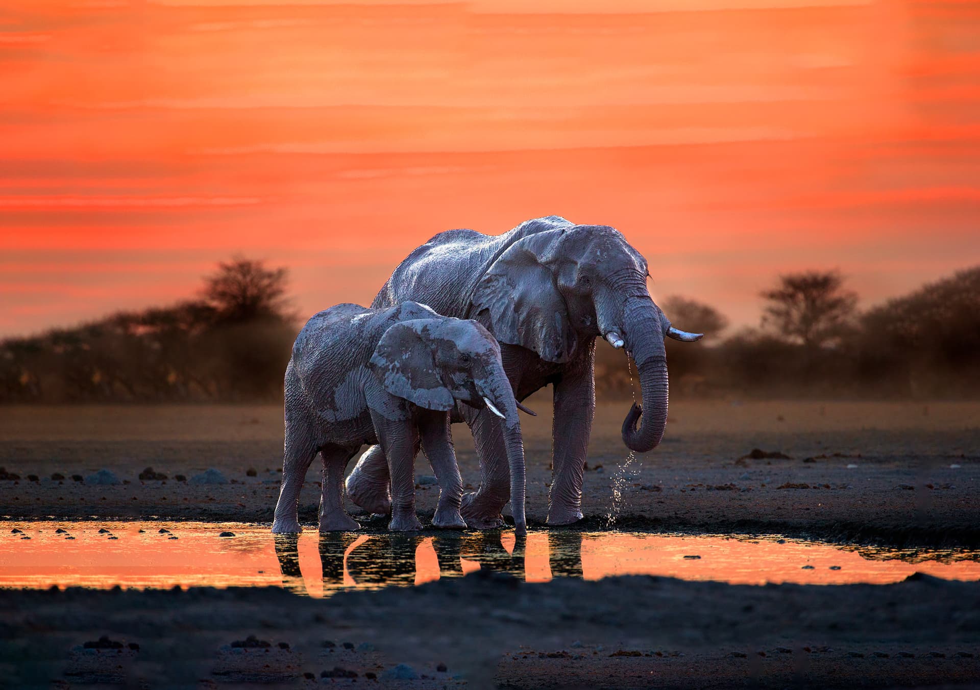An adult elephant and a calf at a waterhole under a deep orange sky