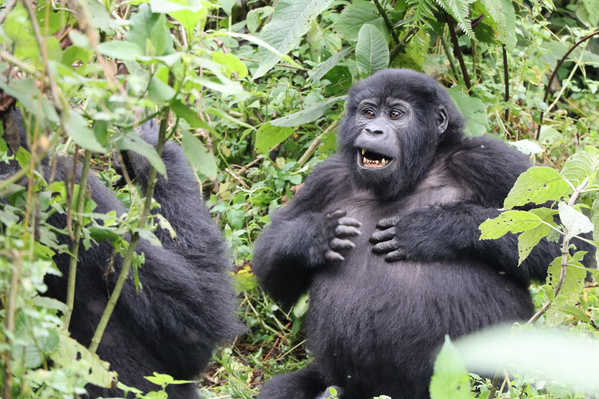 A mountain gorilla sitting in dense green undergrowth, another gorilla partly visible at left