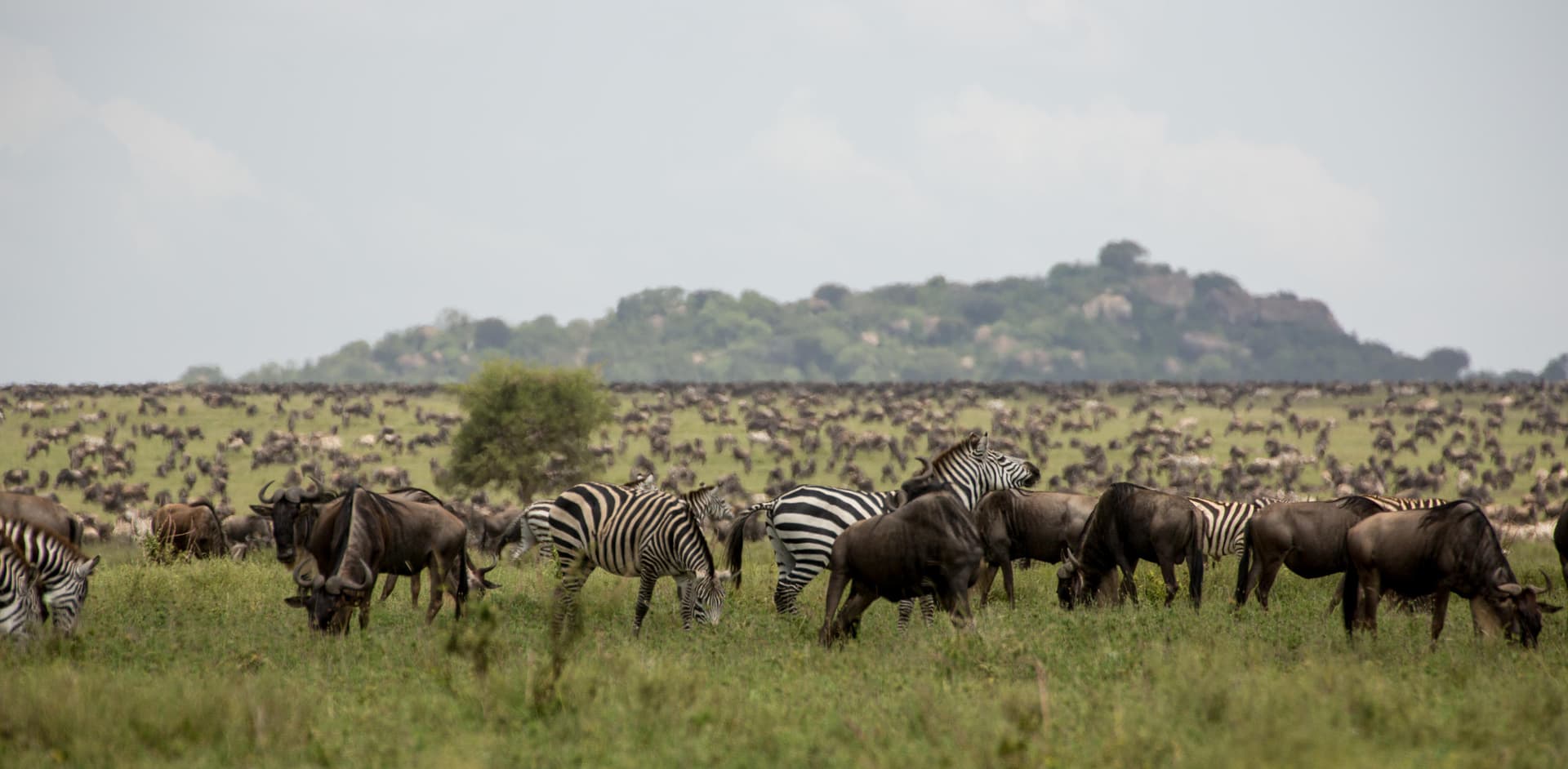 Wildebeest and zebra grazing a green Serengeti plain, a wooded kopje on the horizon